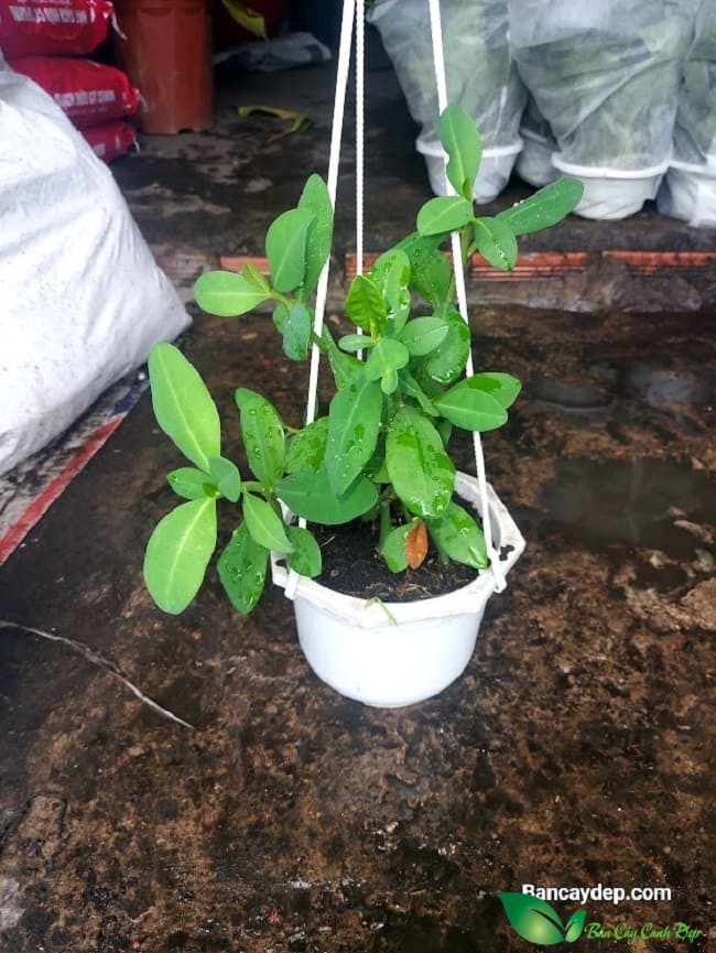 giống cây thạch anh