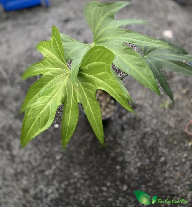 hình ảnh Anthurium Pedatoradiatum