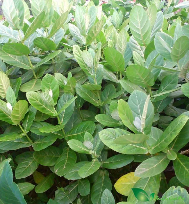hình ảnh cây bồng bồng