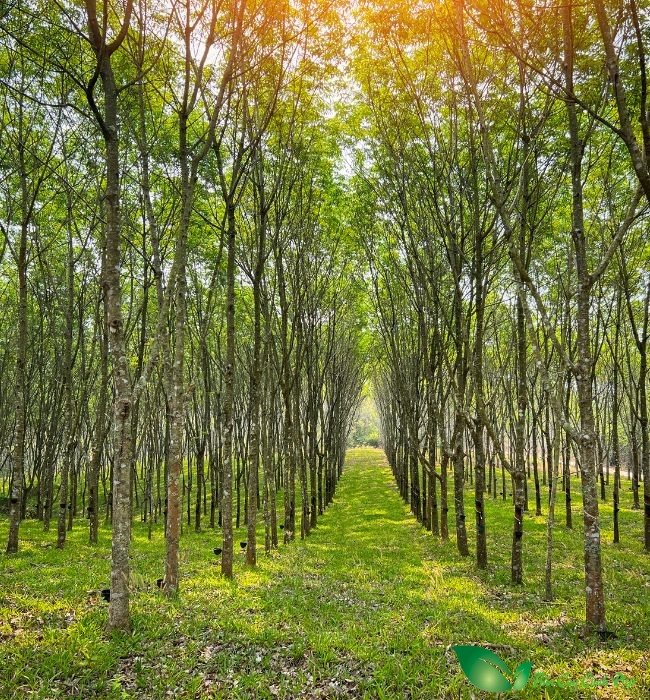 hình ảnh cây cao su