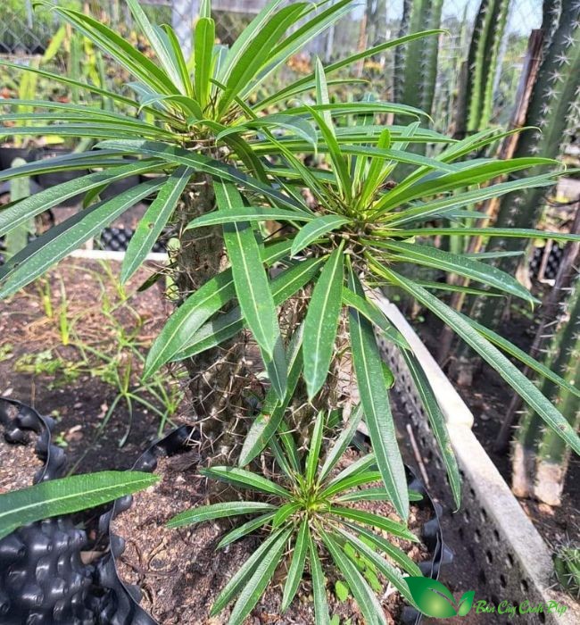 Hình ảnh Cây Cọ madagascar