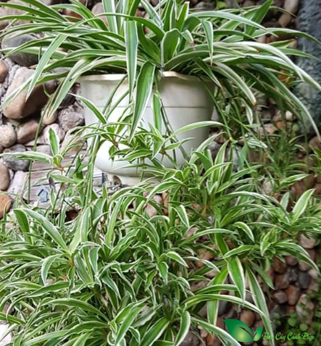 Hình Ảnh Cây Dây Nhện