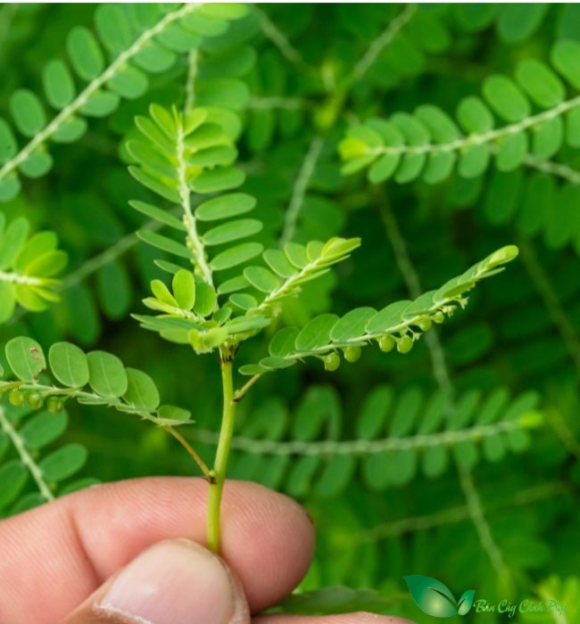 hình ảnh cây diệp hạ châu