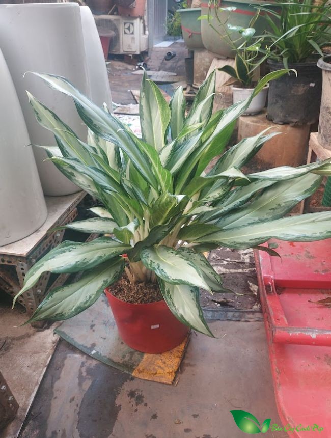 hình ảnh cây giữ tiền