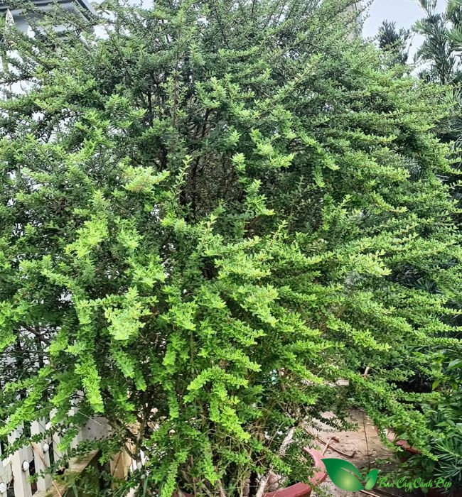 Hình ảnh cây hàm hương