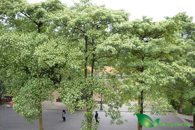 Hình ảnh cây hoa sữa