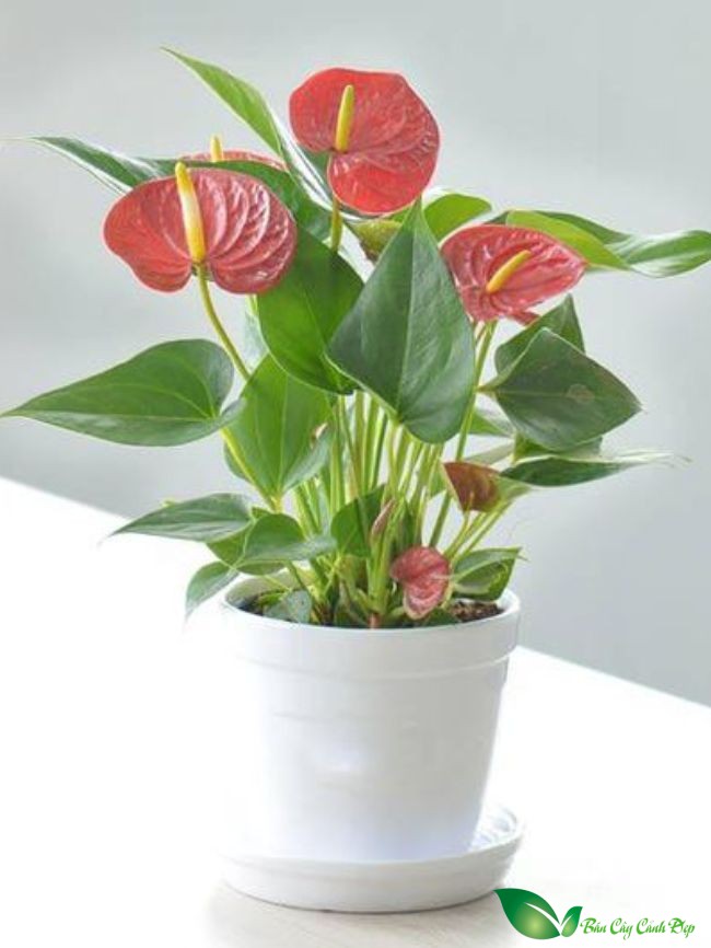 hình ảnh cây hồng môn