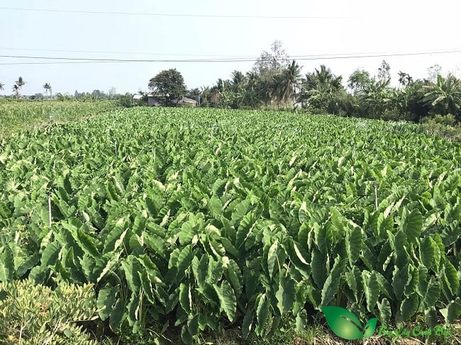 hình ảnh cây khoai môn
