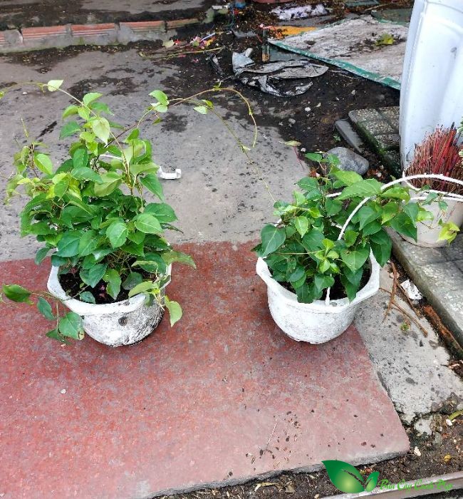 hình ảnh cây lá giang