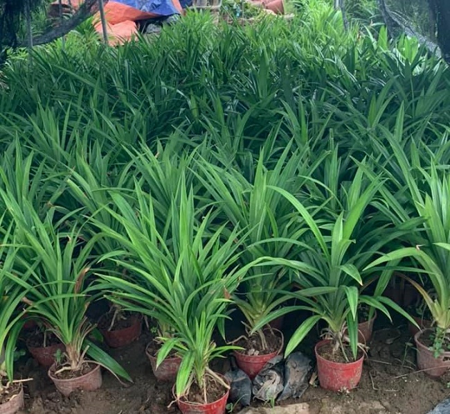 Hình ảnh Cây Lá nếp