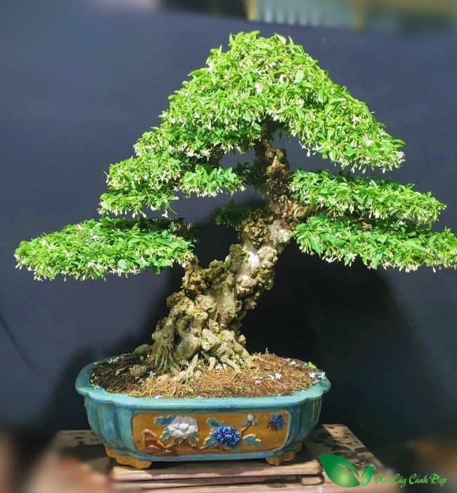 Hình ảnh cây mai chiếu thủy