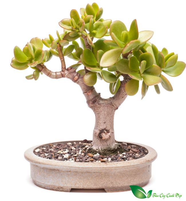hình ảnh Cây ngọc bích