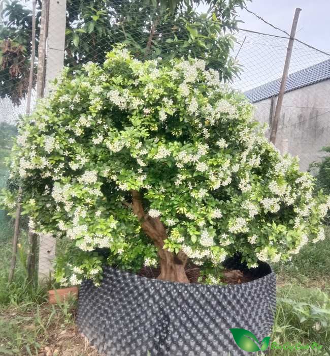 hình ảnh cây nguyệt quế