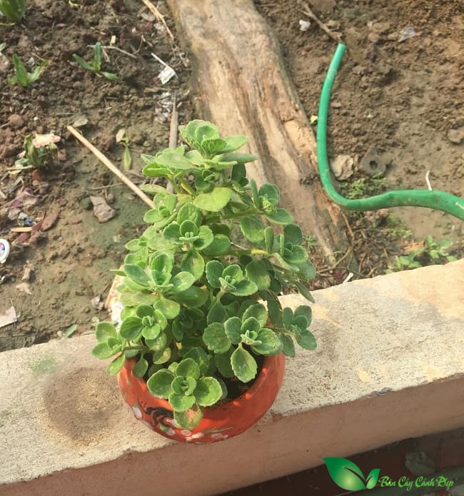 hình ảnh cây nhất mạt hương