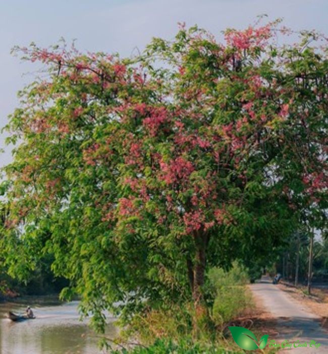 hình ảnh cây ô môi