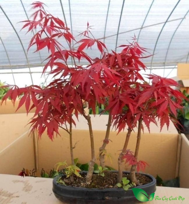 hình ảnh cây phong lá đỏ