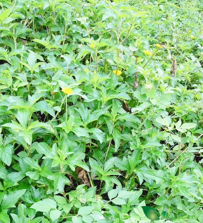 hình ảnh cây sài đất