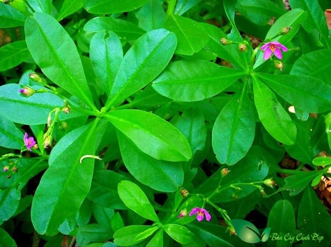 hình ảnh cây sâm đất