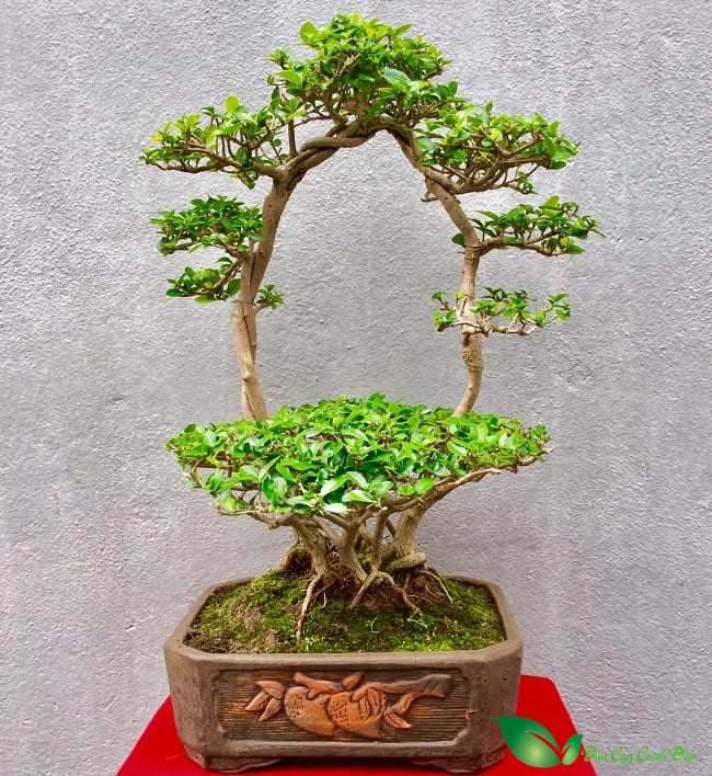 Hình ảnh cây sam hương