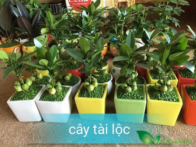 hình ảnh cây tài lộc