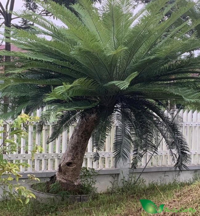hình ảnh cây thiên tuế