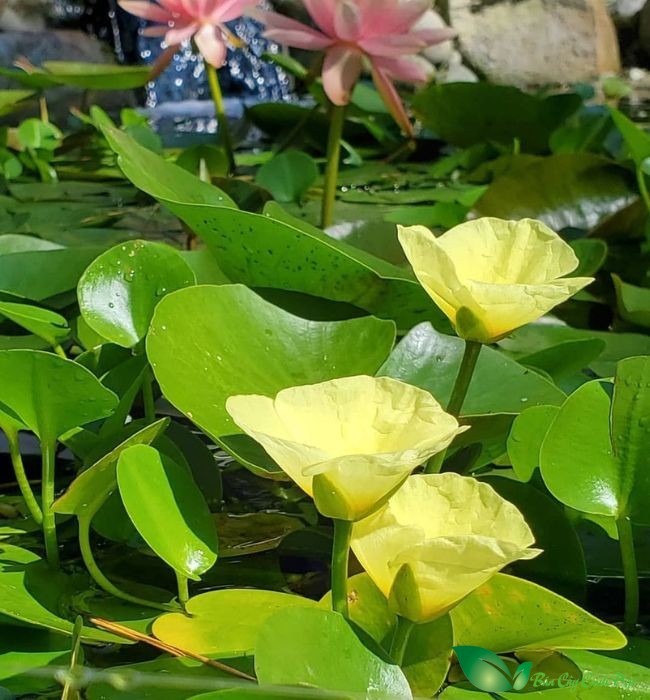 hình ảnh cây thủy quỳnh
