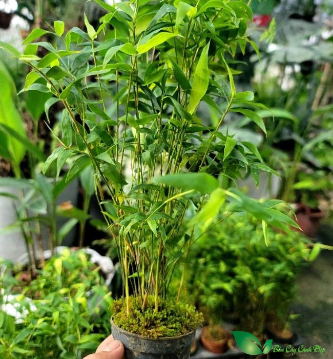 Hình ảnh Cây Trúc Tăm