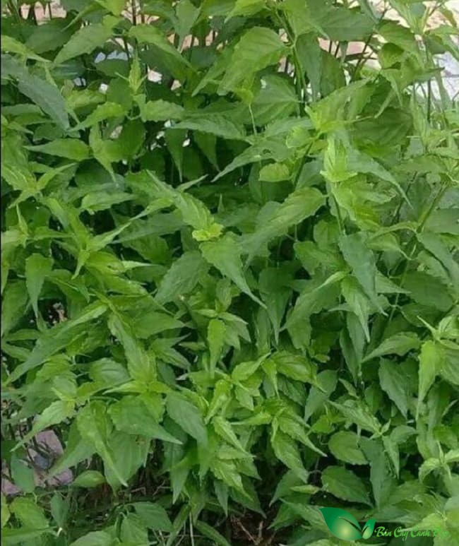 hình ảnh Cây xương khỉ