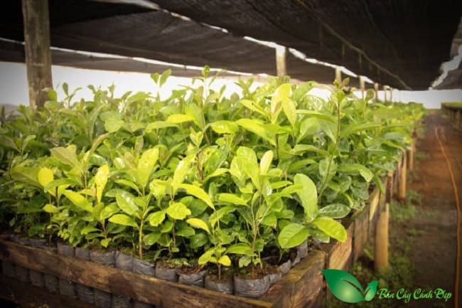 hình ảnh cây yerba mate giống