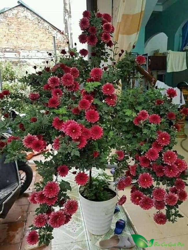 hình ảnh cúc cổ sơn la