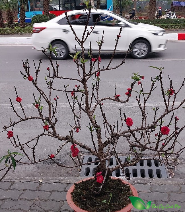 hình ảnh đào thất thốn