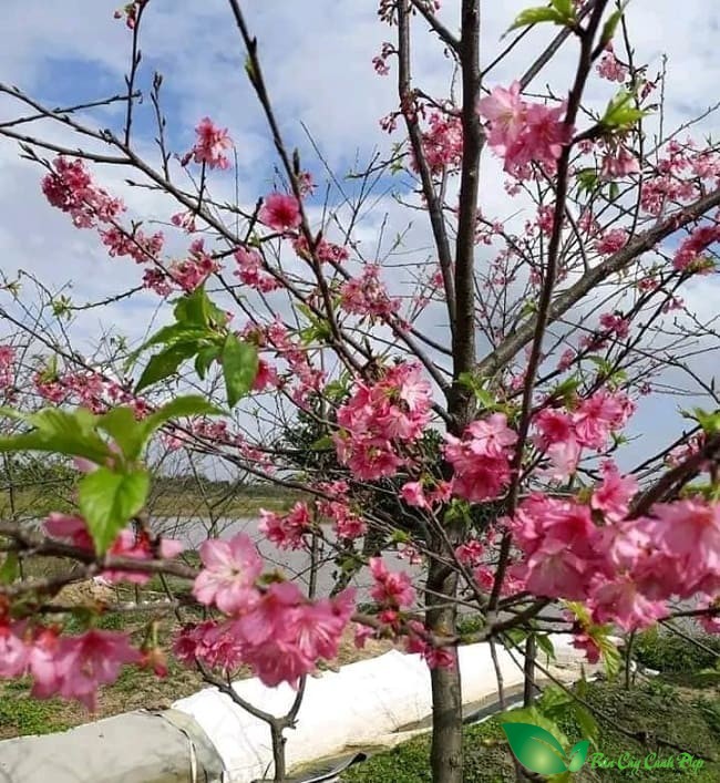 Hình ảnh Hoa anh đào