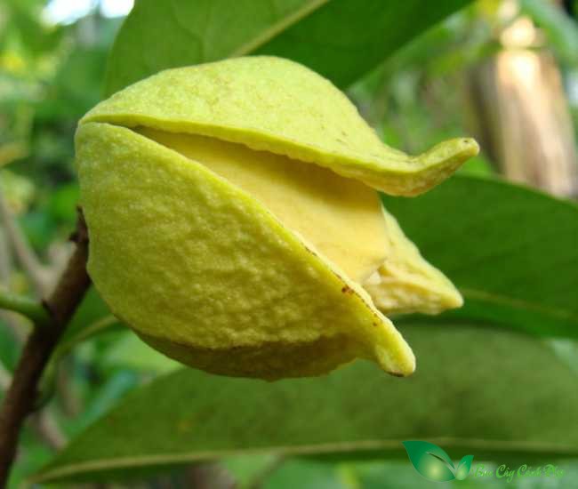 Hình Ảnh Hoa cây mãng cầu