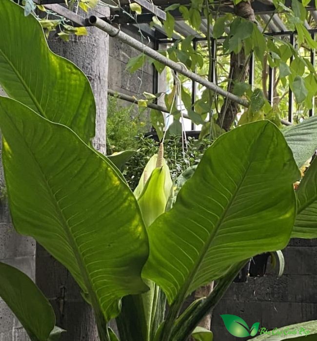 hình ảnh hoa đại phú gia