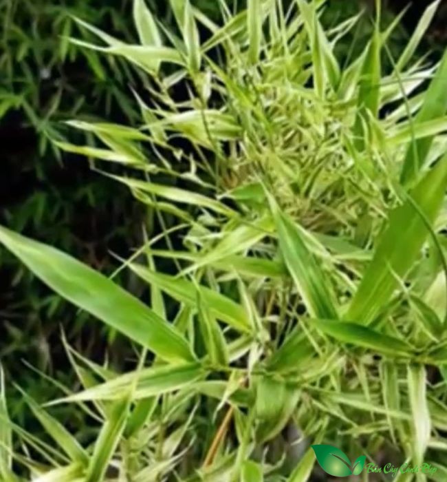 Hình Ảnh Hoa Tre