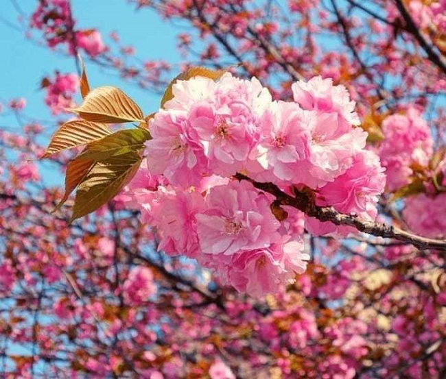 Hoa anh Đào