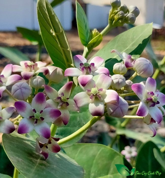 hoa cây bồng bồng