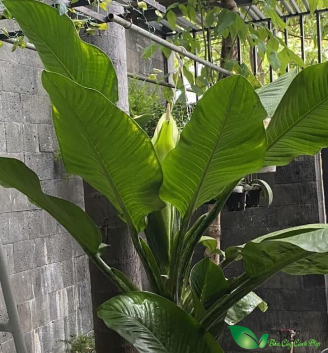 Hoa cây đại phú gia