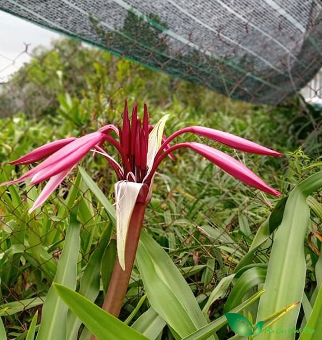 hoa cây đại tướng quân