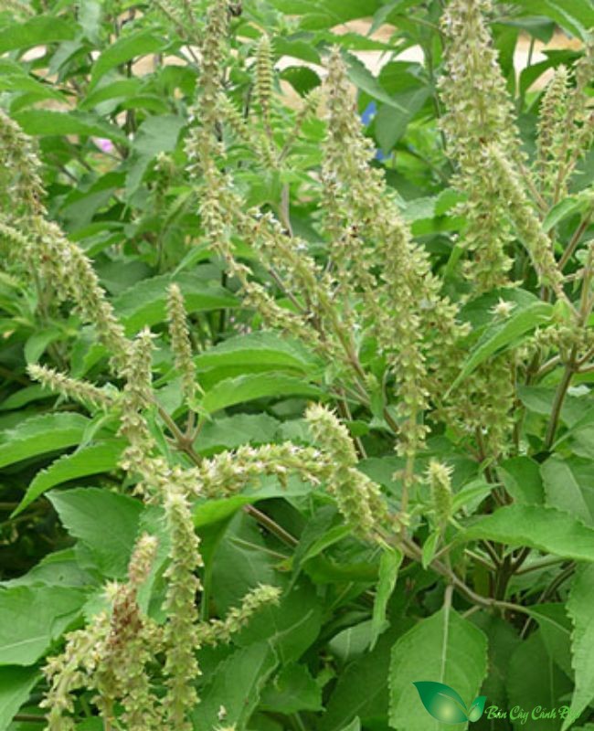 hoa cây hương nhu