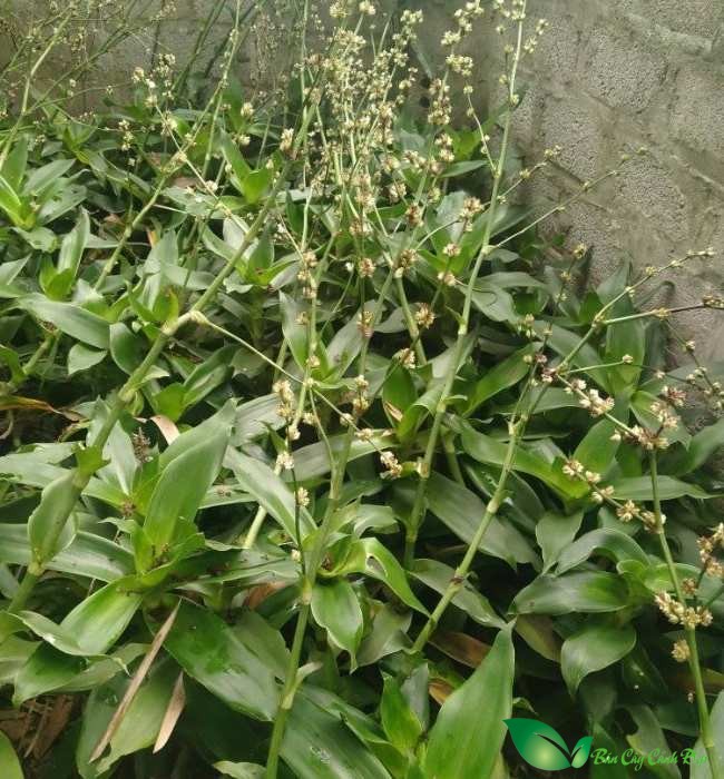 hoa cây lược vàng