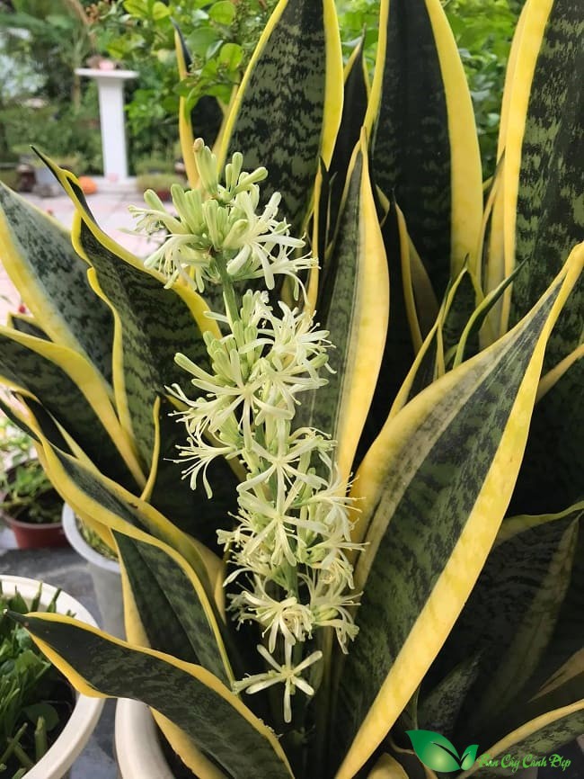 hoa cây lưỡi hổ