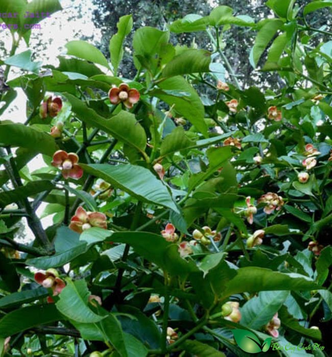 hoa cây măng cụt