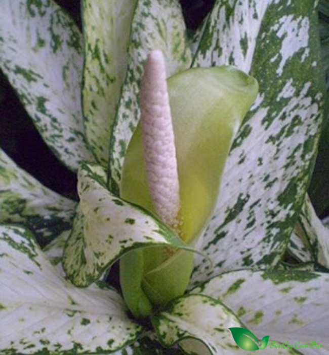 hoa cây ngọc ngân