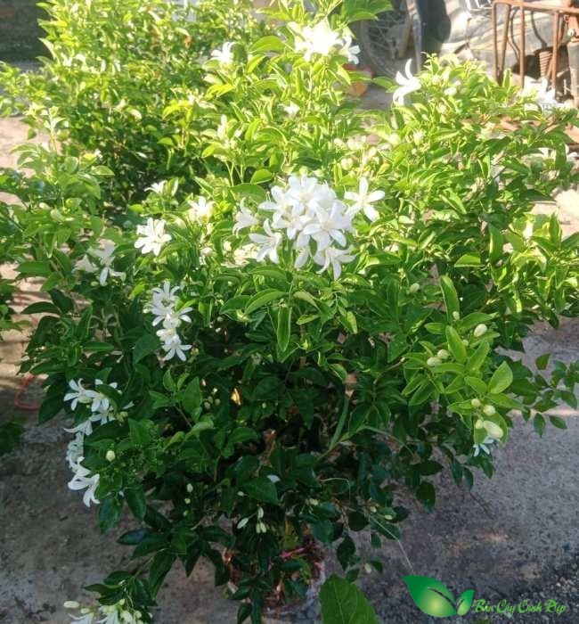 Hoa cây nguyệt quế