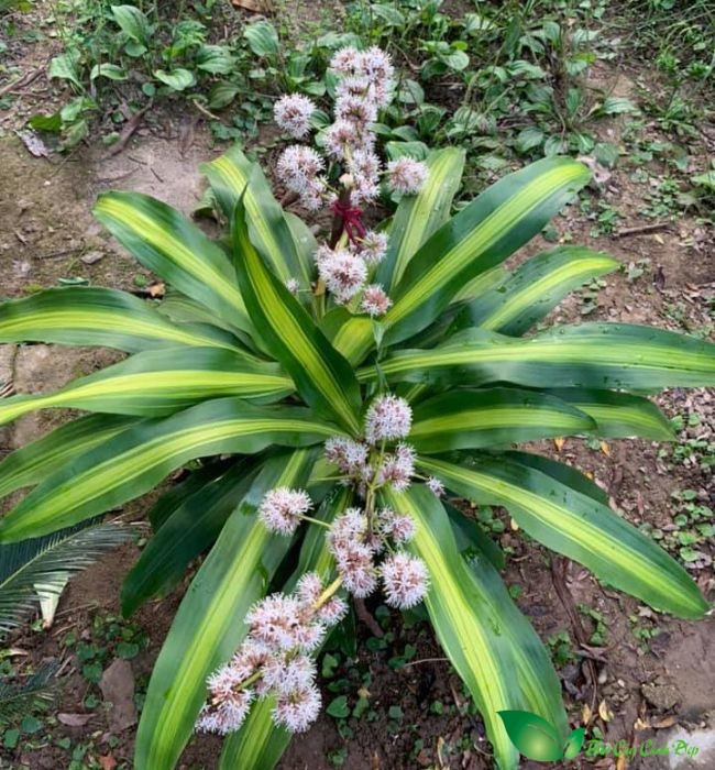 hoa cây phát tài