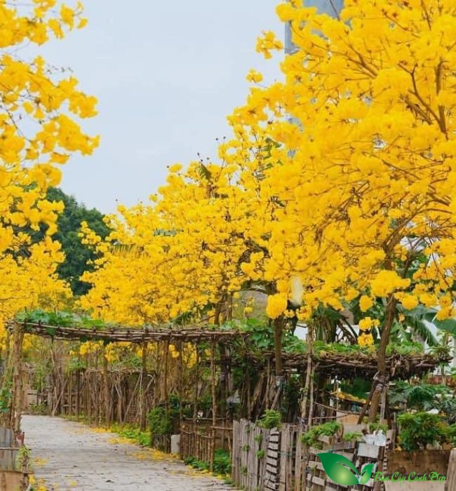 hoa cây phong linh