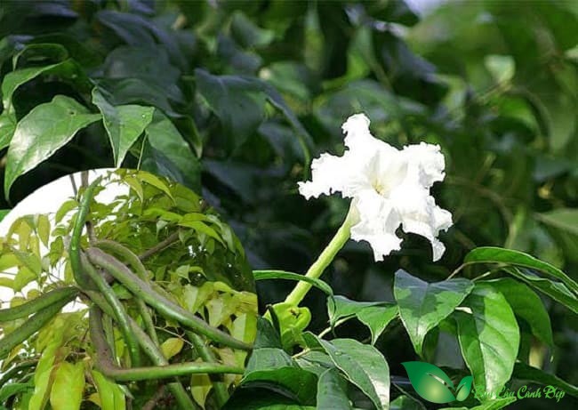 hoa cây quao