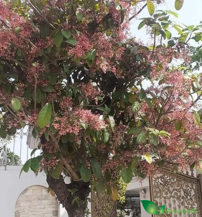 Hoa Cây Sang