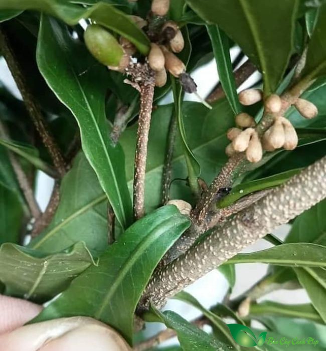 hoa cây thần kỳ